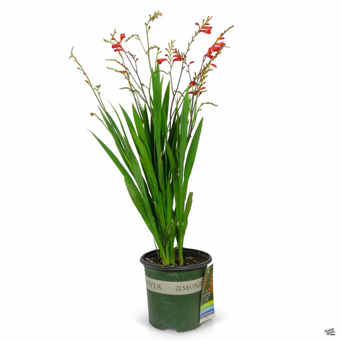 Crocosmia 2 gallon