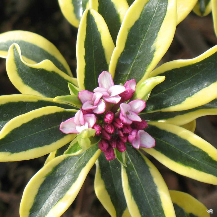 Daphne 'Rebecca'