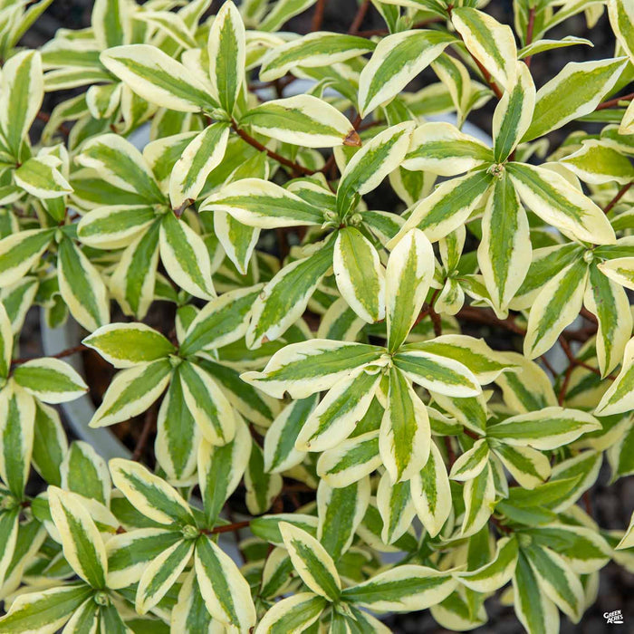 Daphne 'Rebecca'