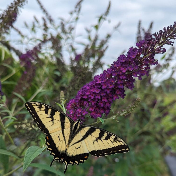 Buddleja Darkest Night
