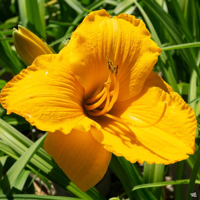 Daylily 'Sun's Face'