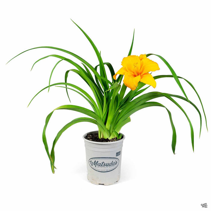 Daylily 'Sun's Face' 1 gallon Matsuda's