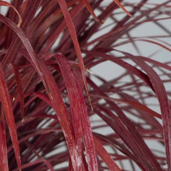 Cordyline Design-a-Line Burgundy