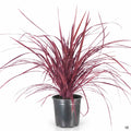 Cordyline Design-a-Line 2 gallon