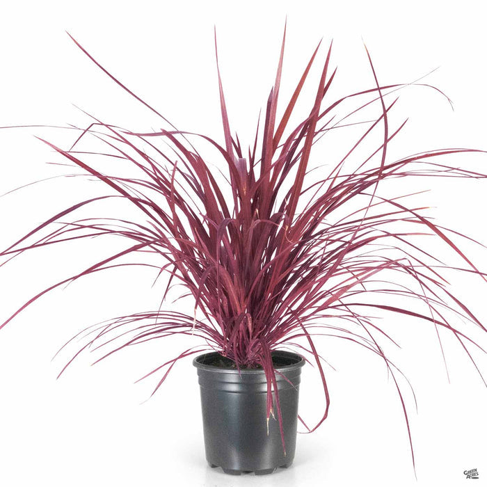 Cordyline Design-a-Line 2 gallon