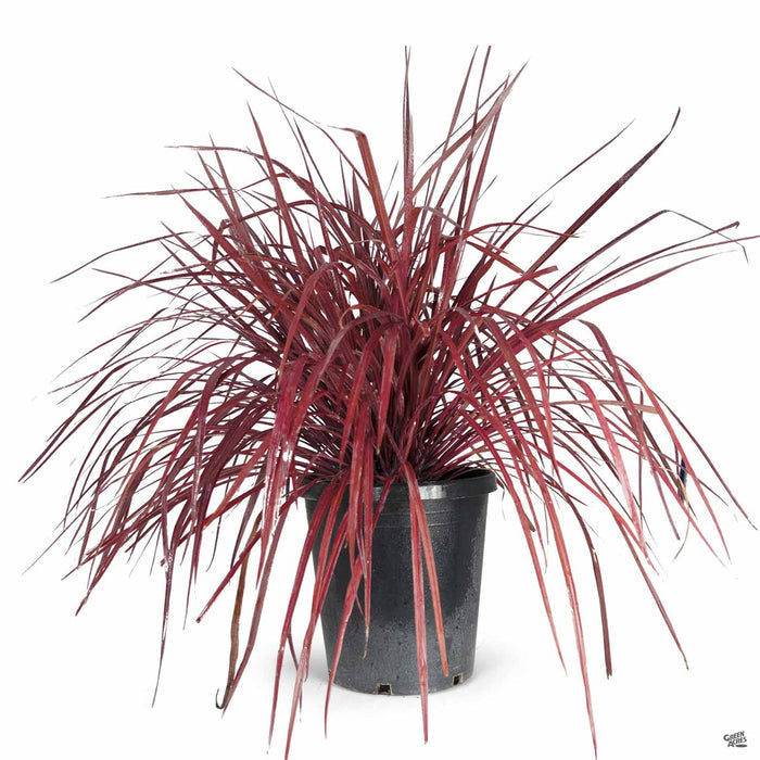 Cordyline Design-a-Line Burgundy 5 gallon