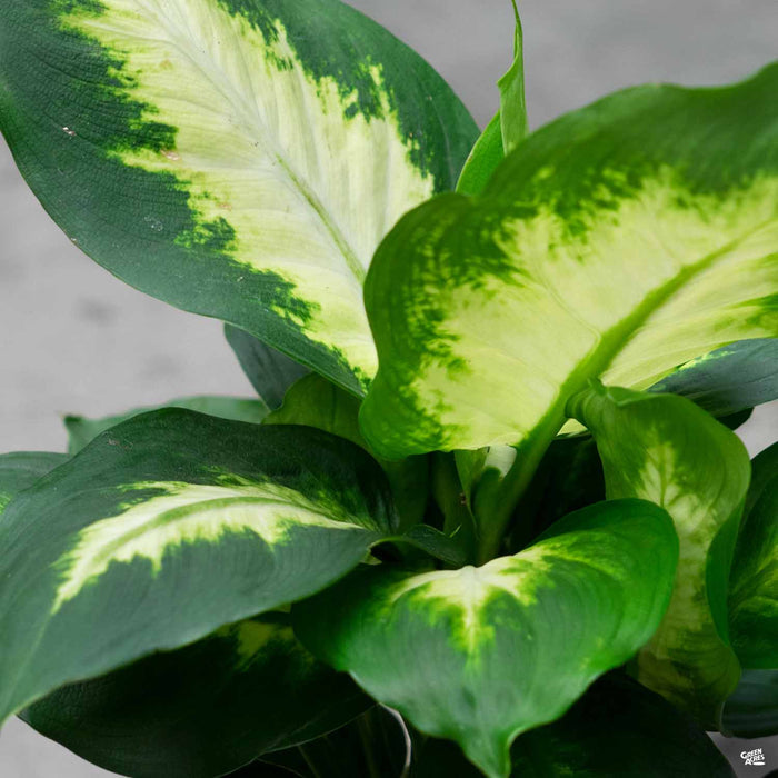 Dieffenbachia 'Camille'