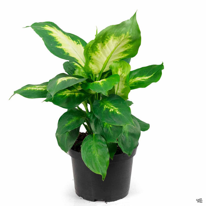 Dieffenbachia 'Camille' 6 inch