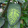 Dieffenbachia 'Tropic Snow'