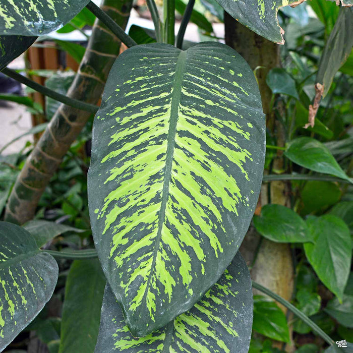 Dieffenbachia 'Tropic Snow'