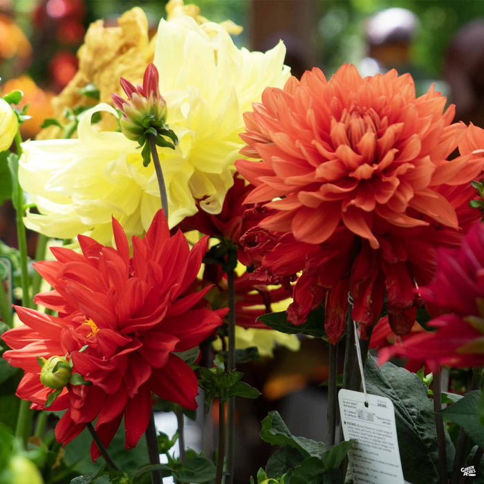 Dinnerplate Dahlia