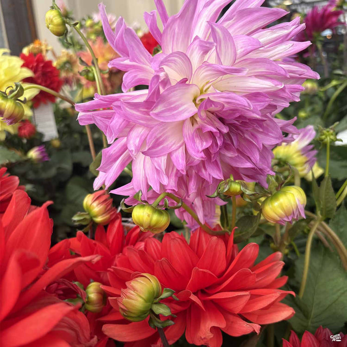 Dinnerplate Dahlia