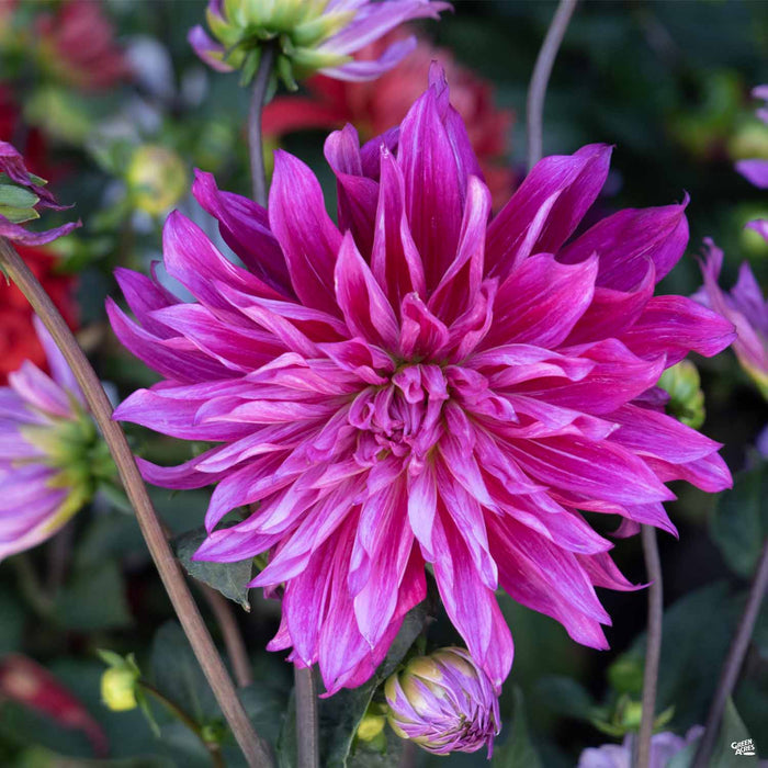 Dinnerplate Dahlia