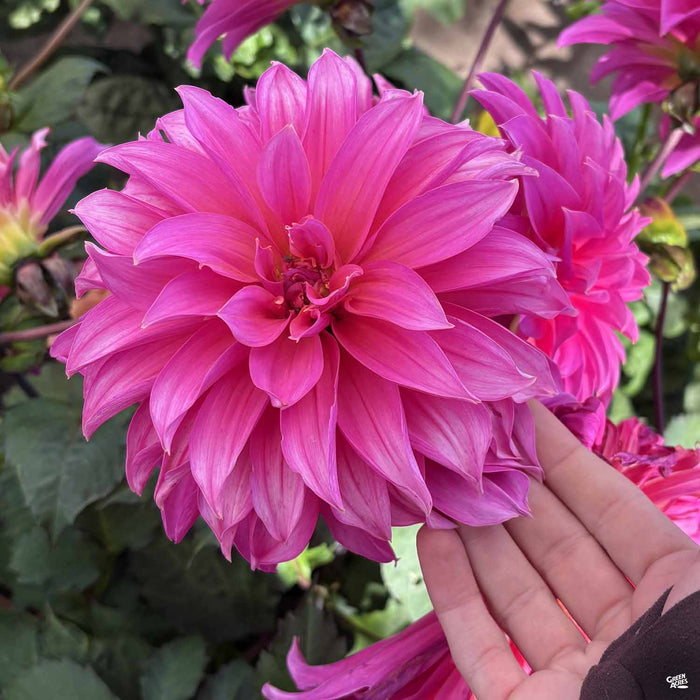 Dinnerplate Dahlia