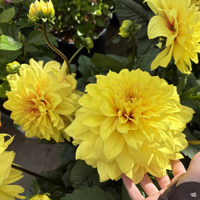 Dinnerplate Dahlia