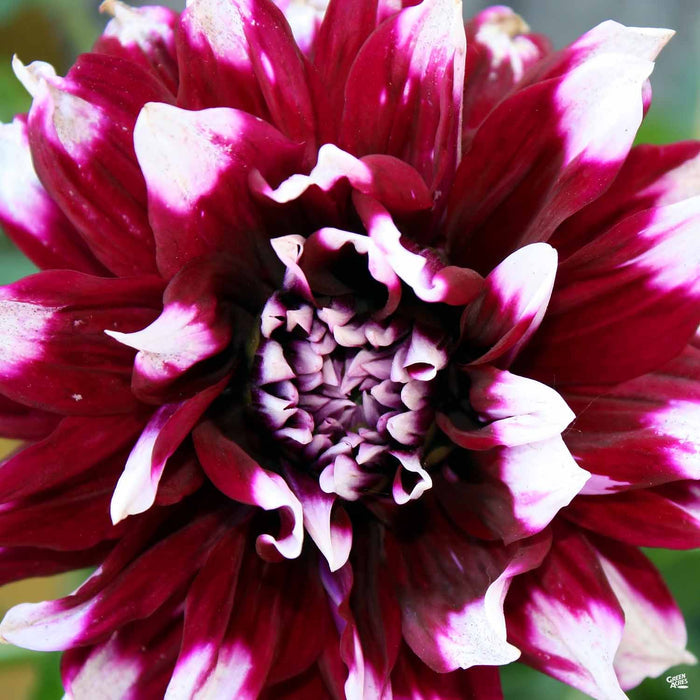 Dinnerplate Dahlia