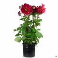 Dinnerplate Dahlia 2 gallon