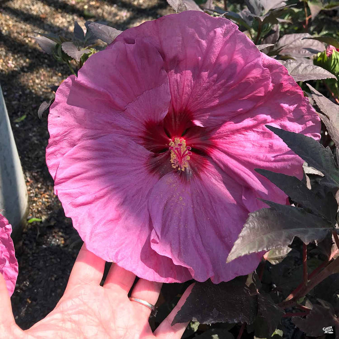 Dinnerplate Hibiscus