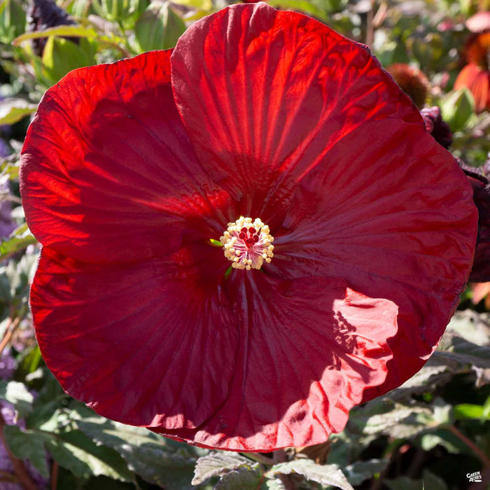 Dinnerplate Hibiscus