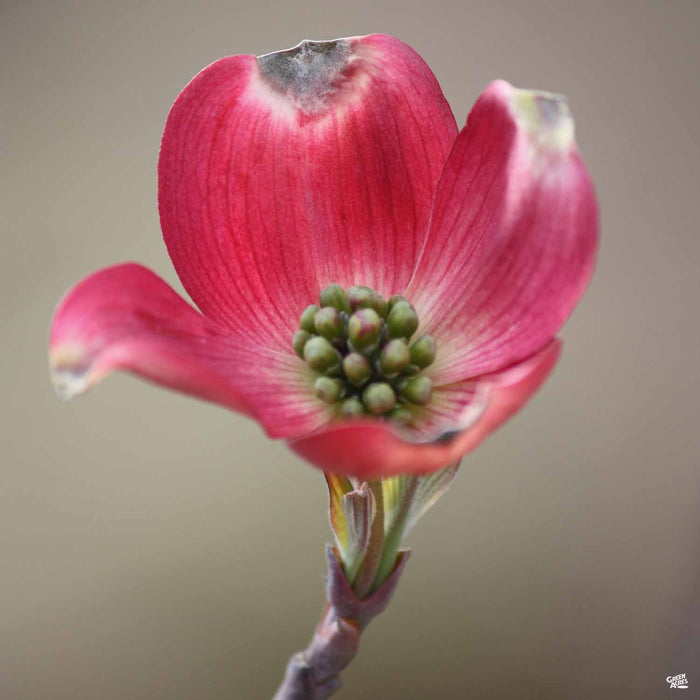 Dogwood 'Cherokee Chief'