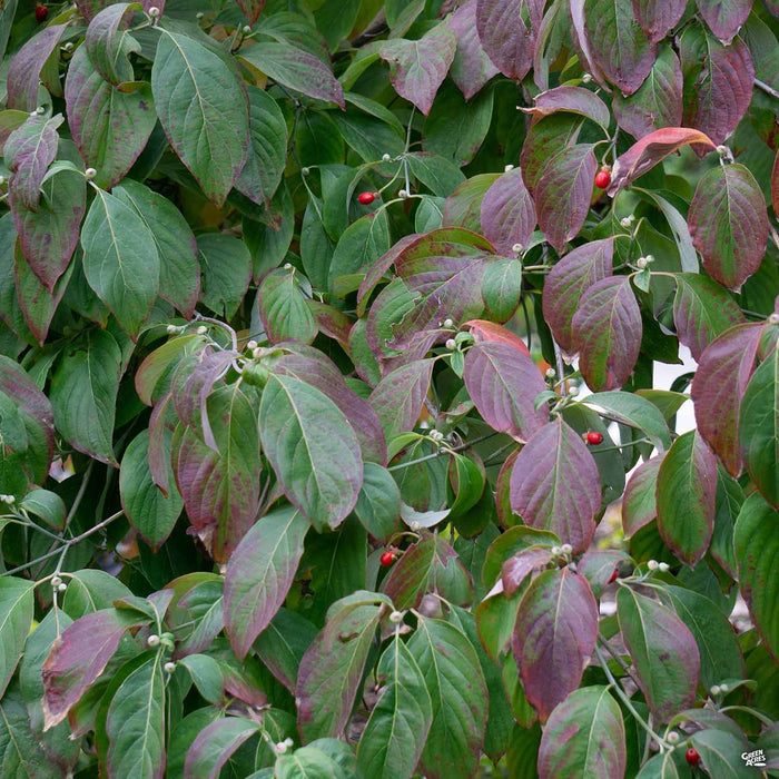 Dogwood Cherokee Chief