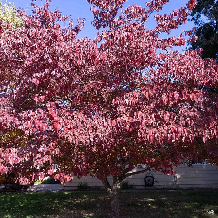 Dogwood Cherokee Chief Fall Color