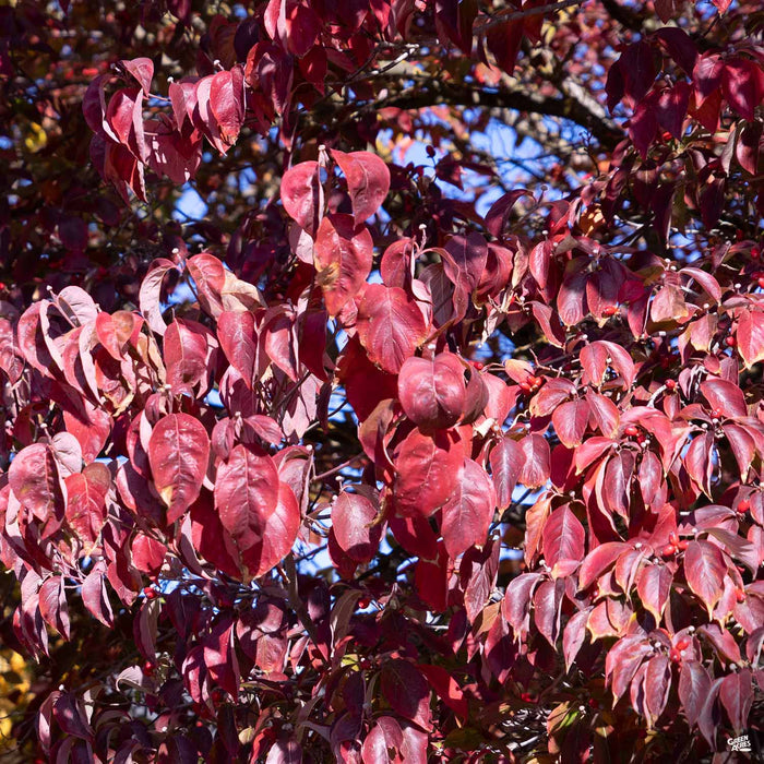 Dogwood Cherokee Chief Fall Color