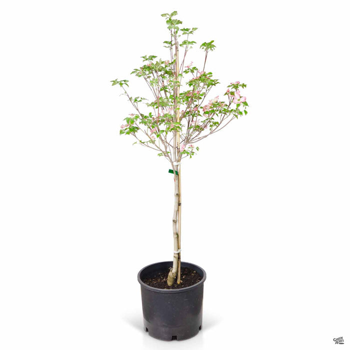 Dogwood Cherokee Chief 7 gallon by Sester Farms