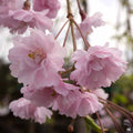 Double Pink Weeping Cherry