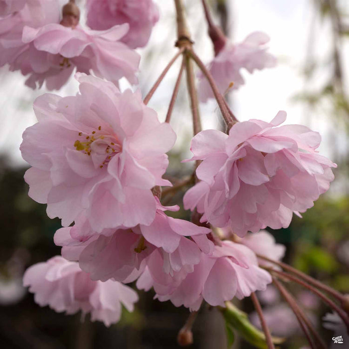 Double Pink Weeping Cherry