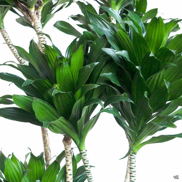 Dracaena 'Compacta'