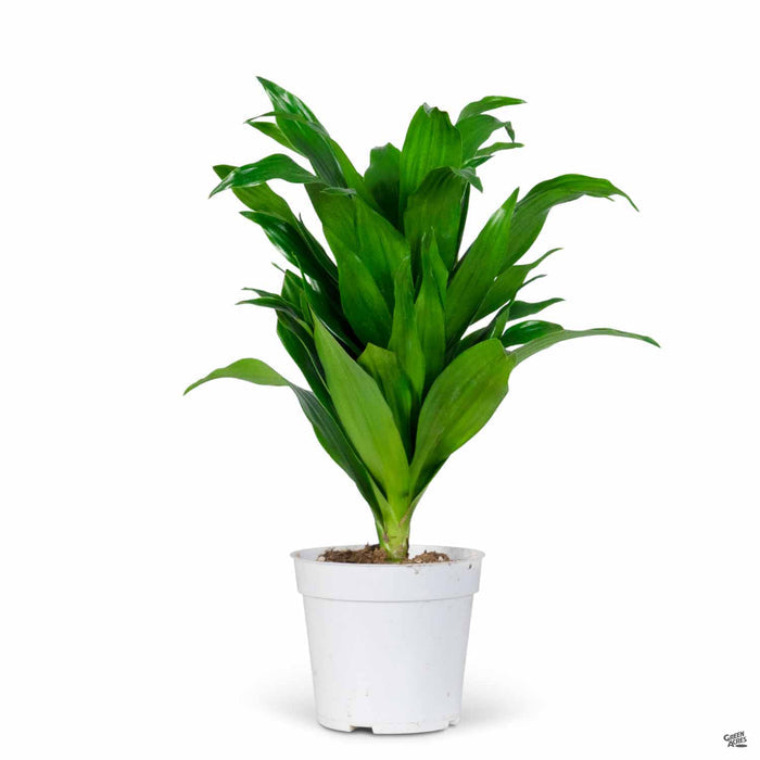 Dracaena Compacta Quart