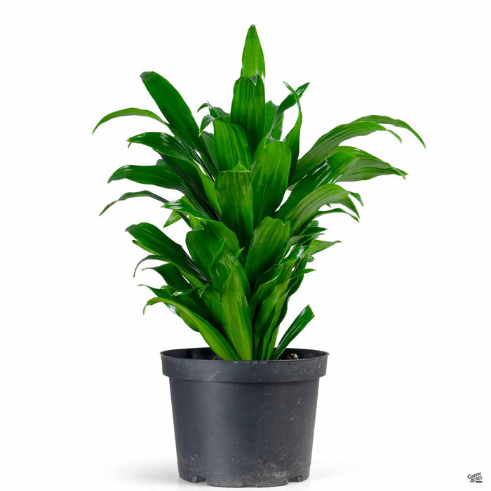 Dracaena Compacta 6 inch 2022