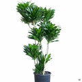 Dracaena 'Compacta'
