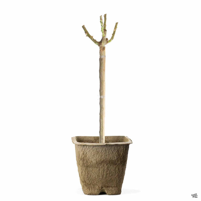 Rose 24 inch patio tree