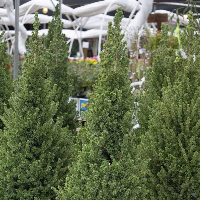 Dwarf Alberta Spruce