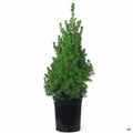 Dwarf Alberta Spruce 1 gallon