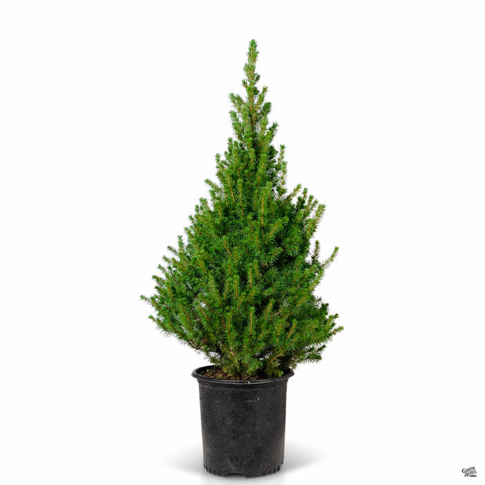 Dwarf Alberta Spruce 2 gallon