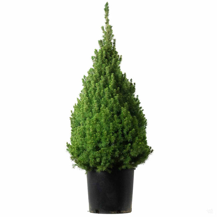Dwarf Alberta Spruce 3 gallon