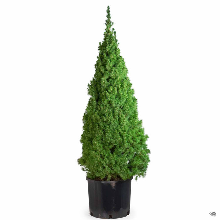 Dwarf Alberta Spruce 7 gallon