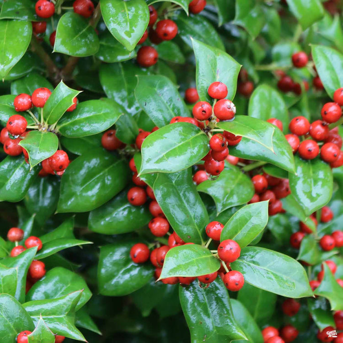 Holly Burfordii Nana