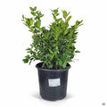 Holly Burfordii Nana 3 gallon