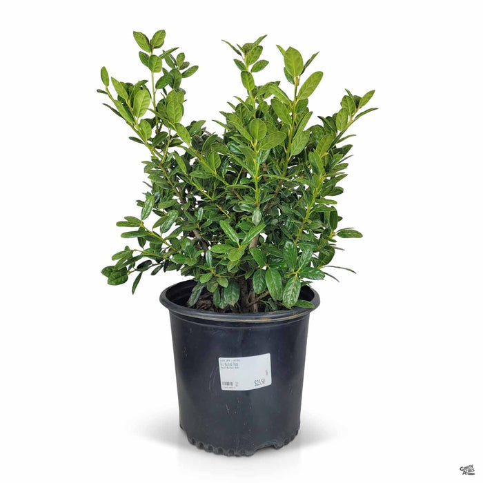 Holly Burfordii Nana 3 gallon