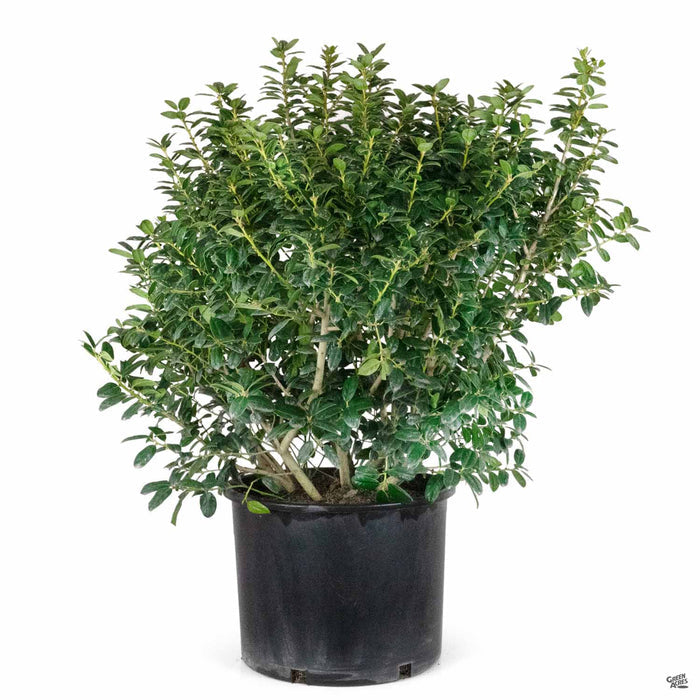 Holly Burfordii Nana 7 gallon
