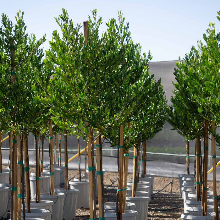 Dwarf Carolina Cherry Laurel Standard Trunk