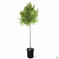 Dwarf Carolina Cherry Laurel Standard Trunk 15 gallon Standard