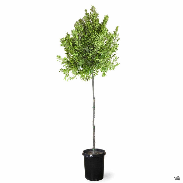 Dwarf Carolina Cherry Laurel Standard Trunk 15 gallon Standard