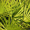 Dwarf Palmetto