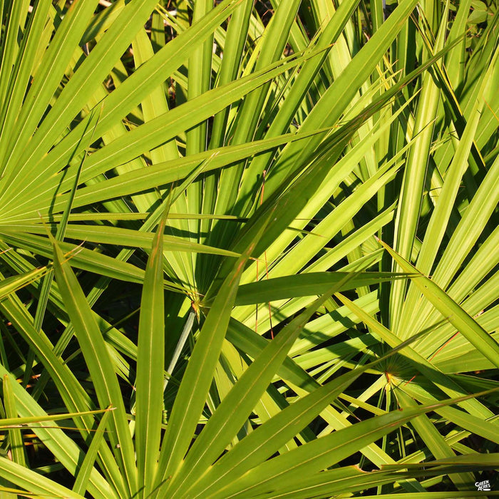 Dwarf Palmetto