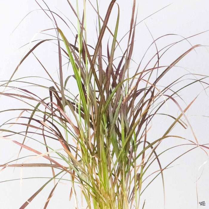 Pennisetum setaceum 'Eaton Canyon'
